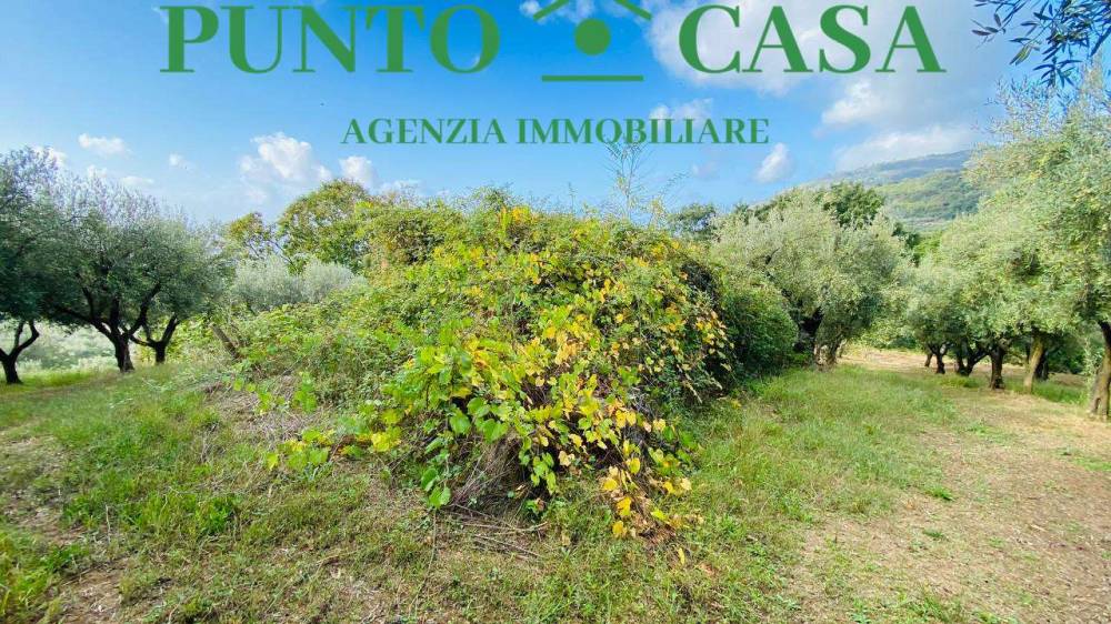immagine annuncio 12 di 13