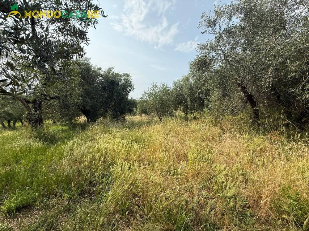 immagine annuncio 2 di 13