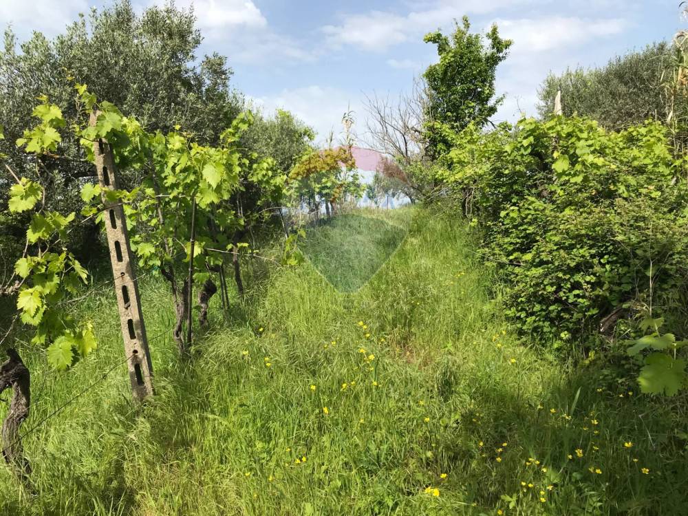 immagine annuncio 7 di 13