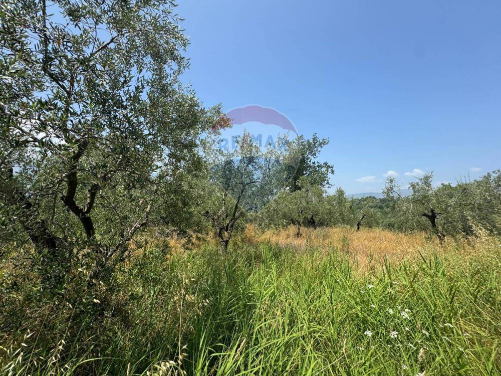 immagine annuncio 5 di 8