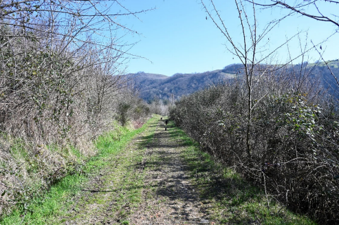 immagine annuncio 11 di 13