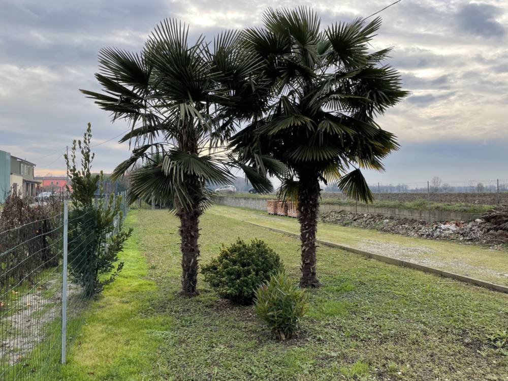 immagine annuncio 11 di 12