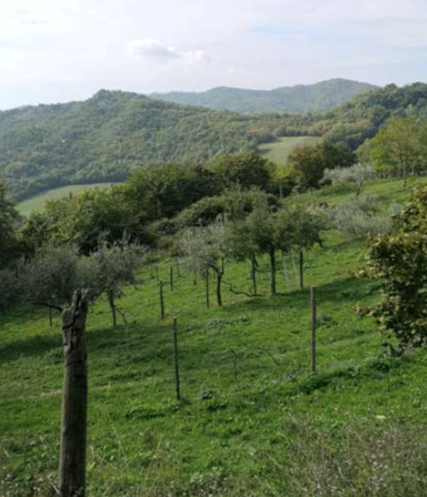 immagine annuncio 2 di 13