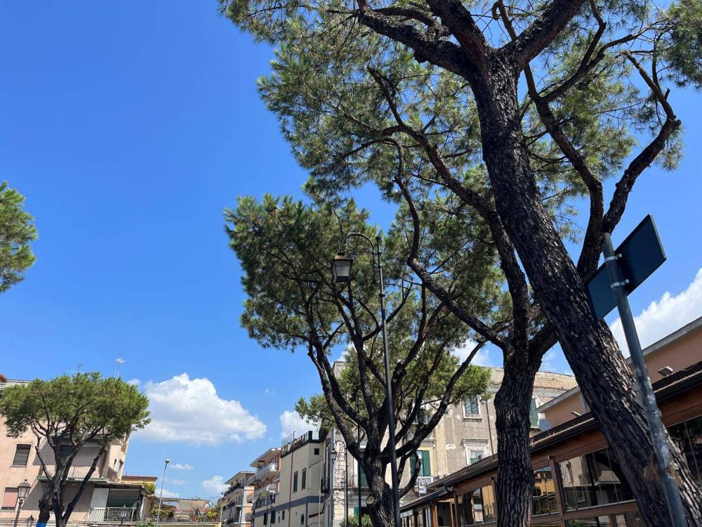 immagine annuncio 3 di 12