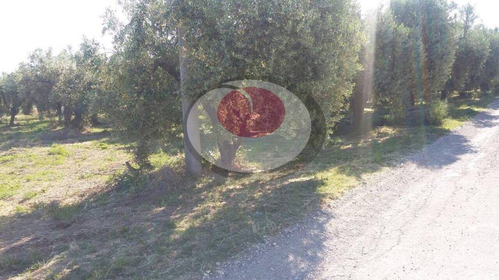immagine annuncio 5 di 8