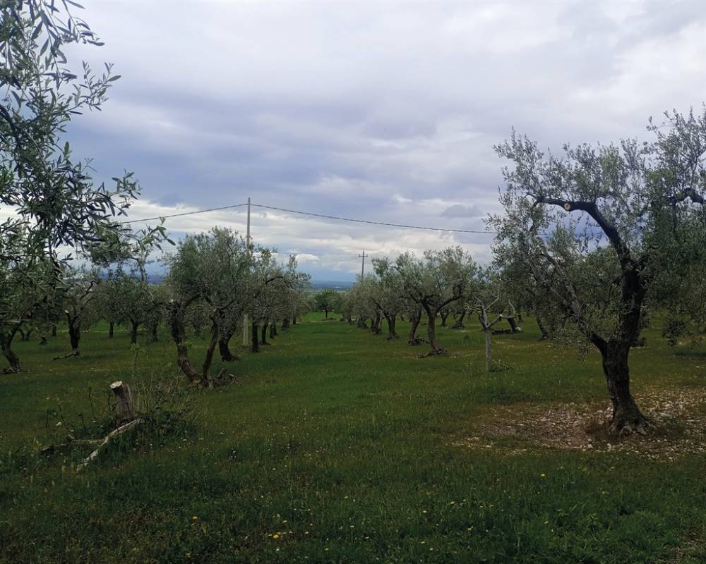 immagine annuncio 1 di 8