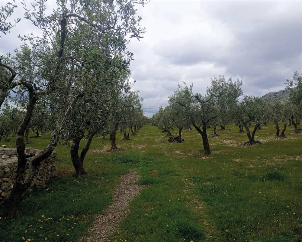 immagine annuncio 2 di 8