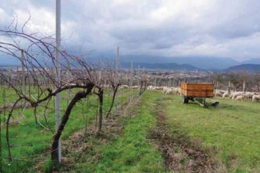 immagine annuncio 10 di 13