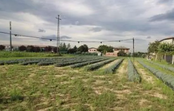 immagine annuncio 5 di 9