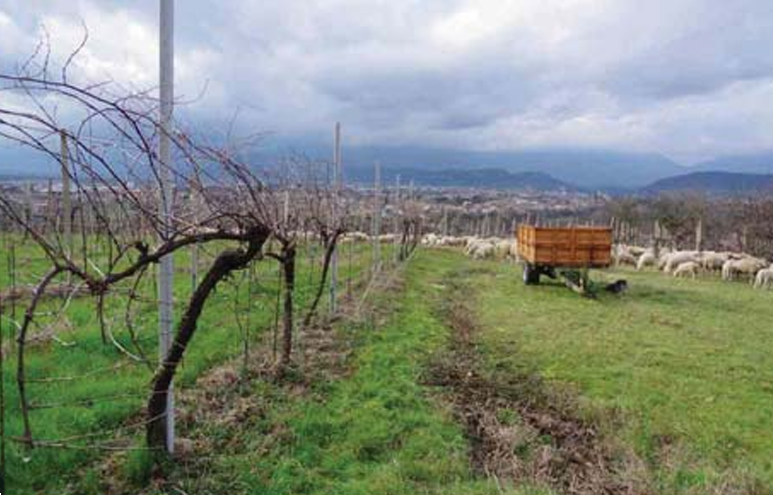 immagine annuncio 3 di 13