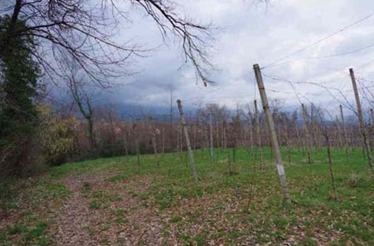 immagine annuncio 10 di 13