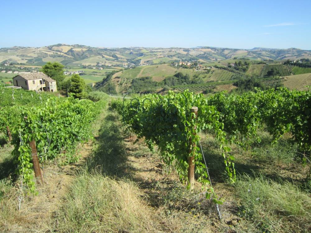 immagine annuncio 4 di 9