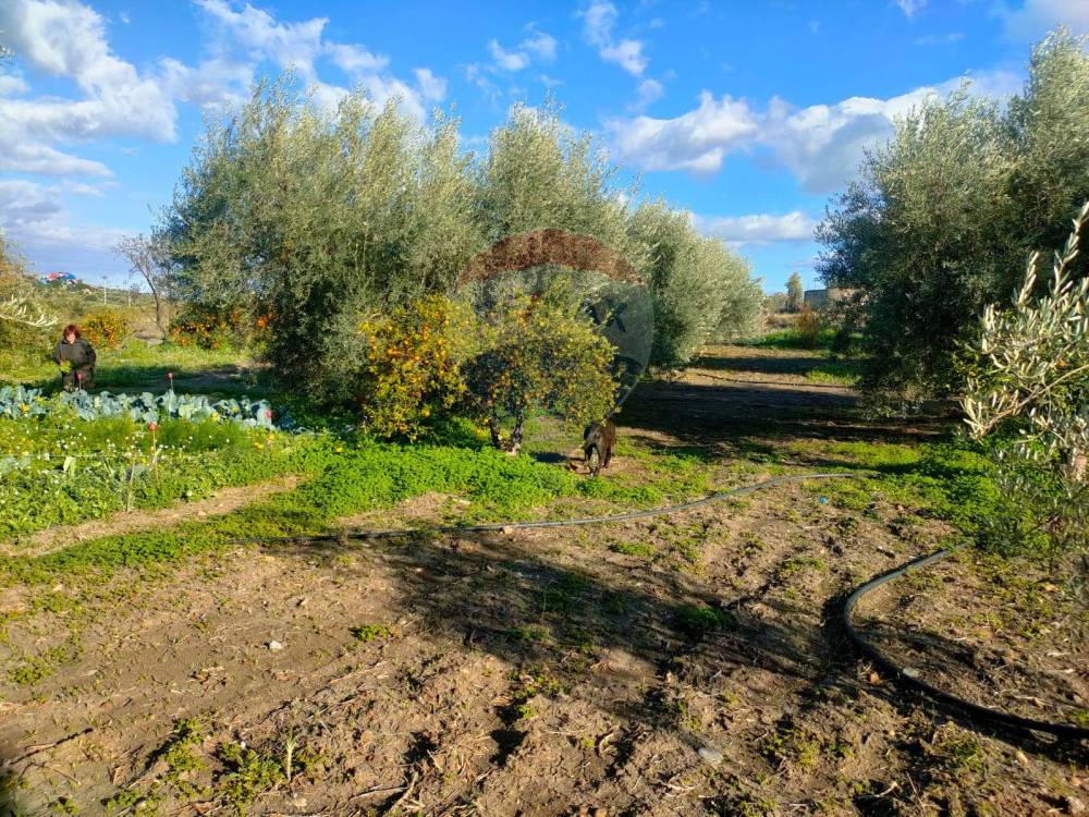 immagine annuncio 5 di 13
