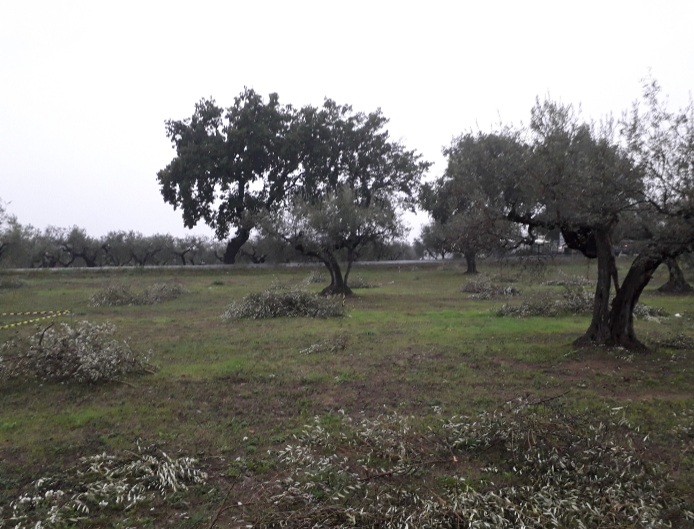 immagine annuncio 6 di 11