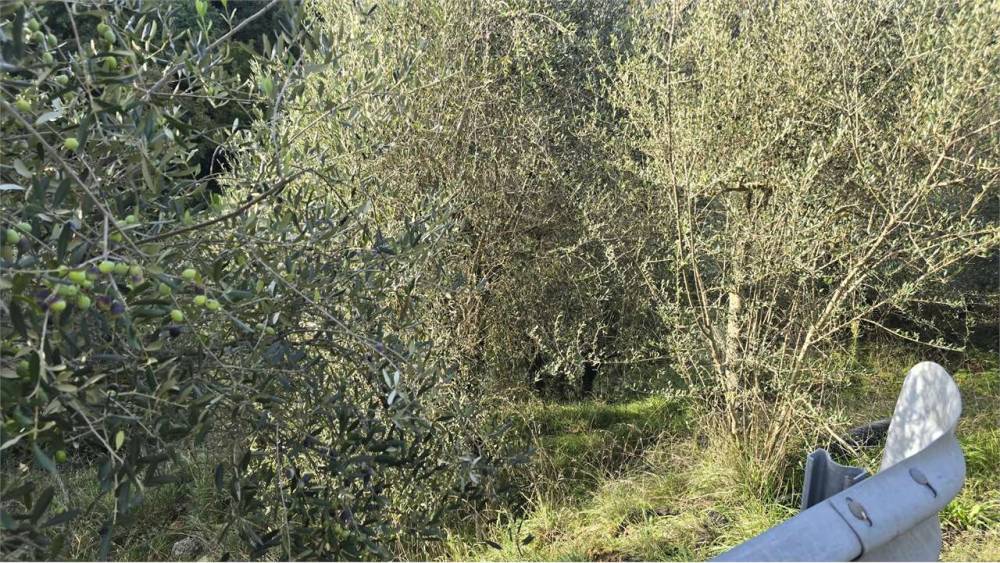 immagine annuncio 7 di 11