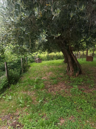 immagine annuncio 1 di 7