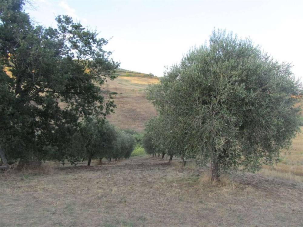 immagine annuncio 6 di 9