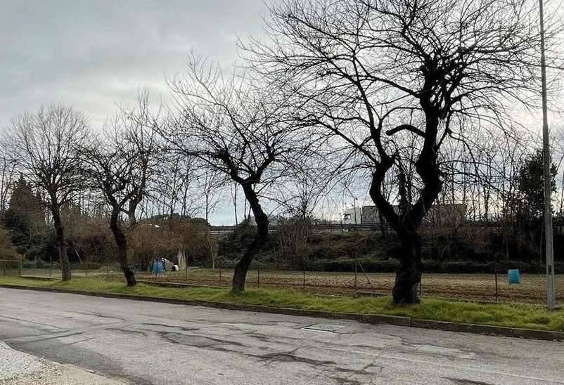 immagine annuncio 2 di 13