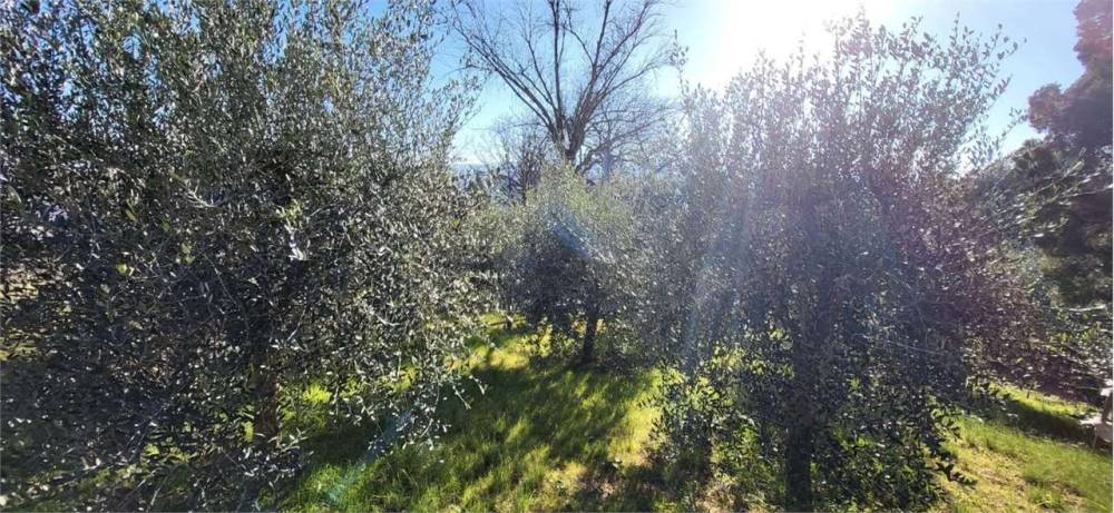 immagine annuncio 3 di 9