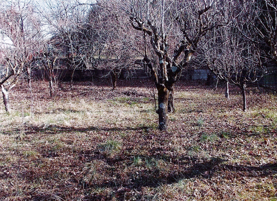 immagine annuncio 3 di 12