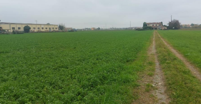 immagine annuncio 2 di 14