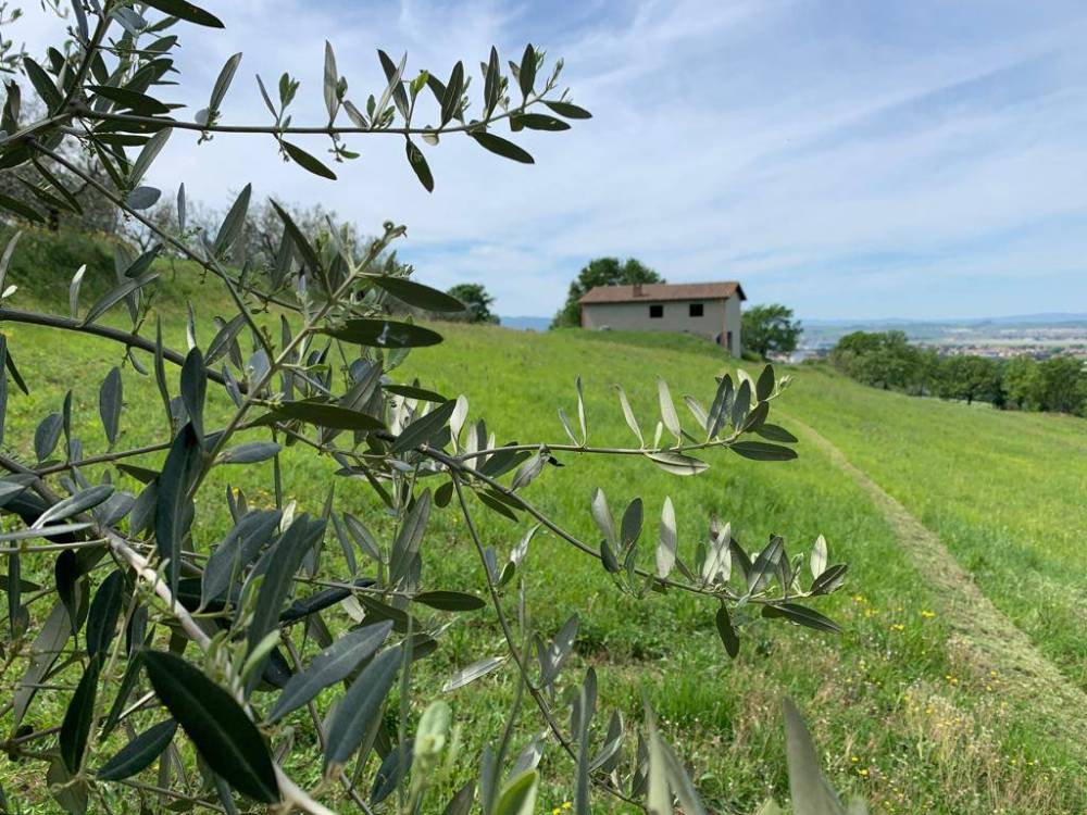 immagine annuncio 6 di 7