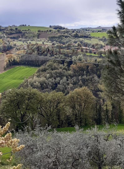 immagine annuncio 2 di 13