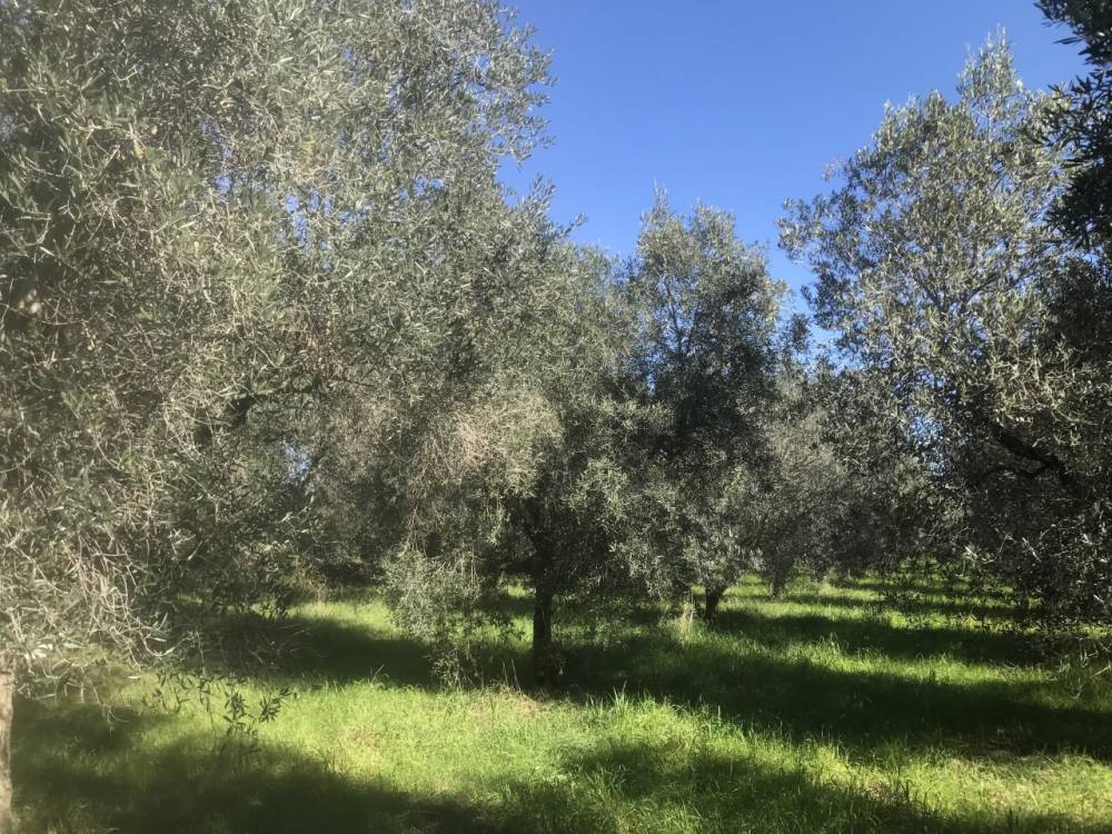 immagine annuncio 3 di 4