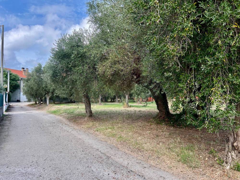 immagine annuncio 3 di 6