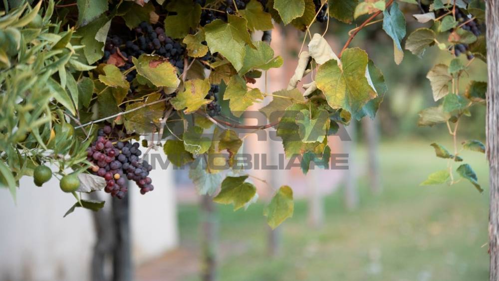 immagine annuncio 7 di 13