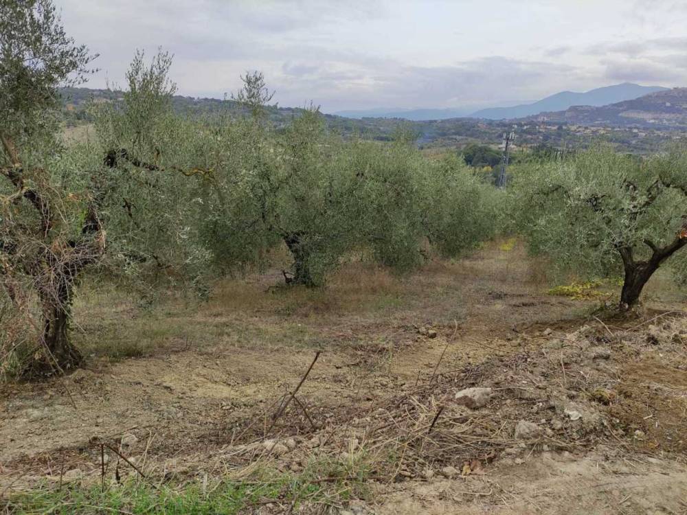 immagine annuncio 3 di 9