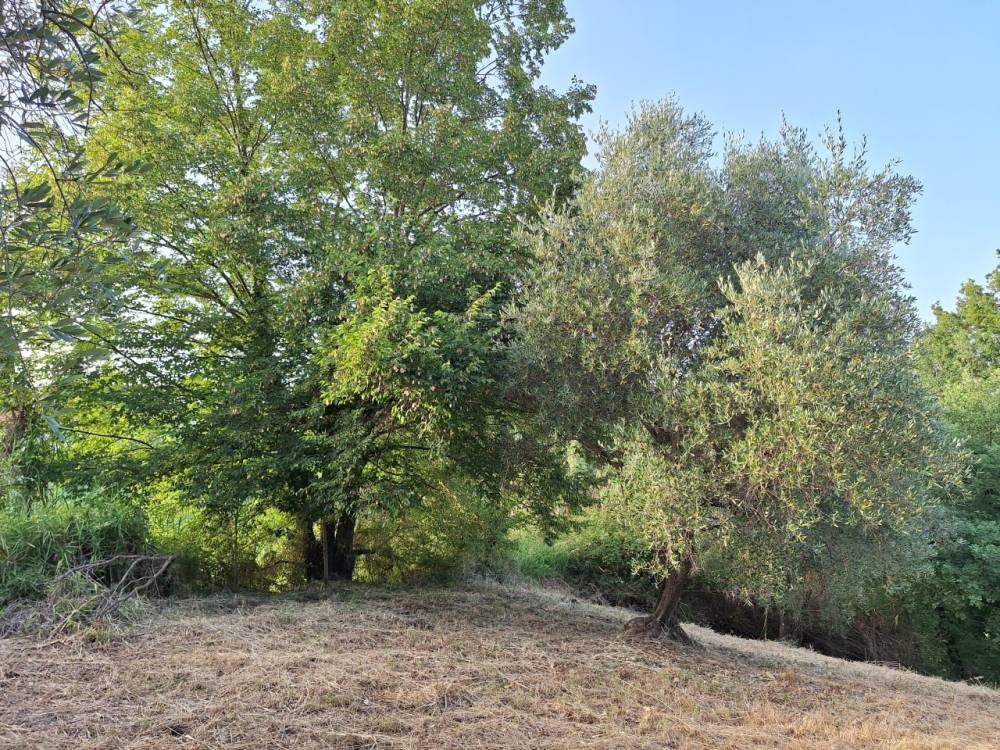 immagine annuncio 2 di 6