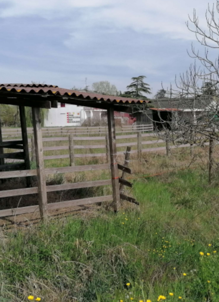 immagine annuncio 3 di 13