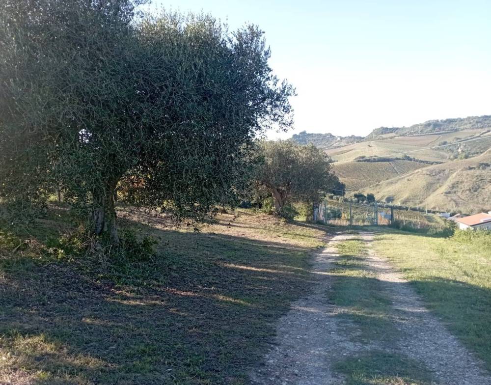 immagine annuncio 2 di 9