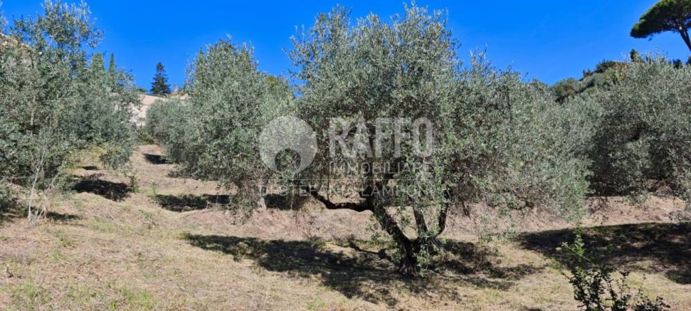 immagine annuncio 6 di 12