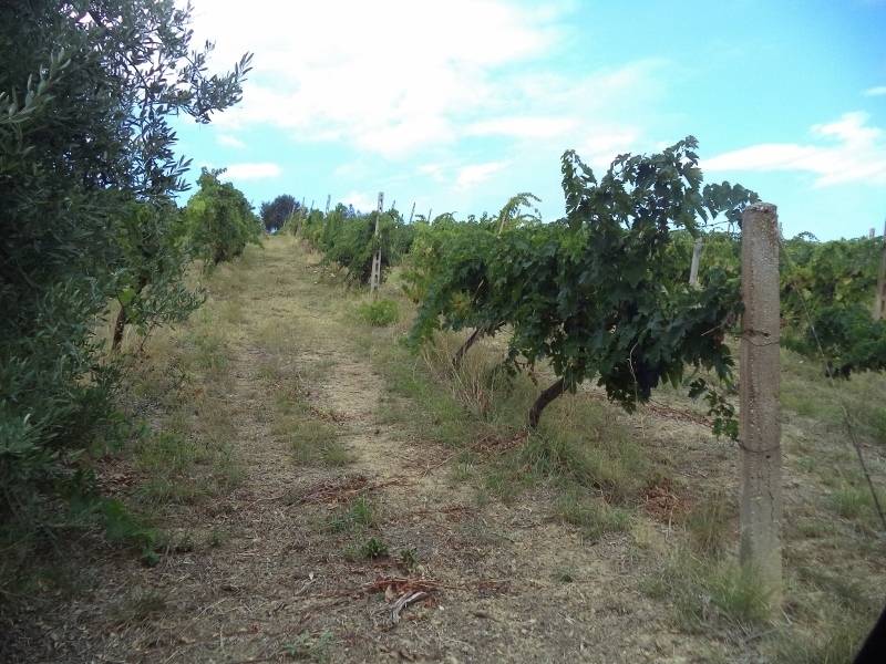 immagine annuncio 5 di 13