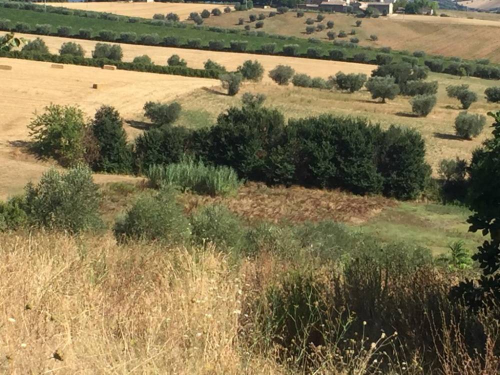 immagine annuncio 12 di 13