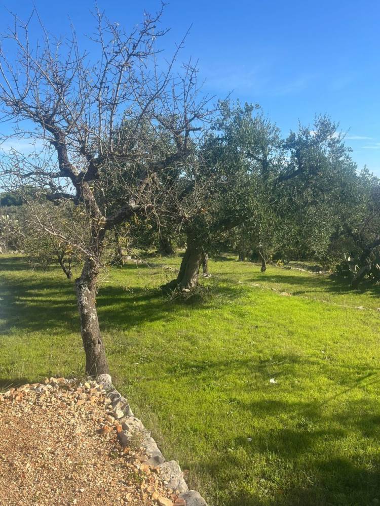 immagine annuncio 8 di 13