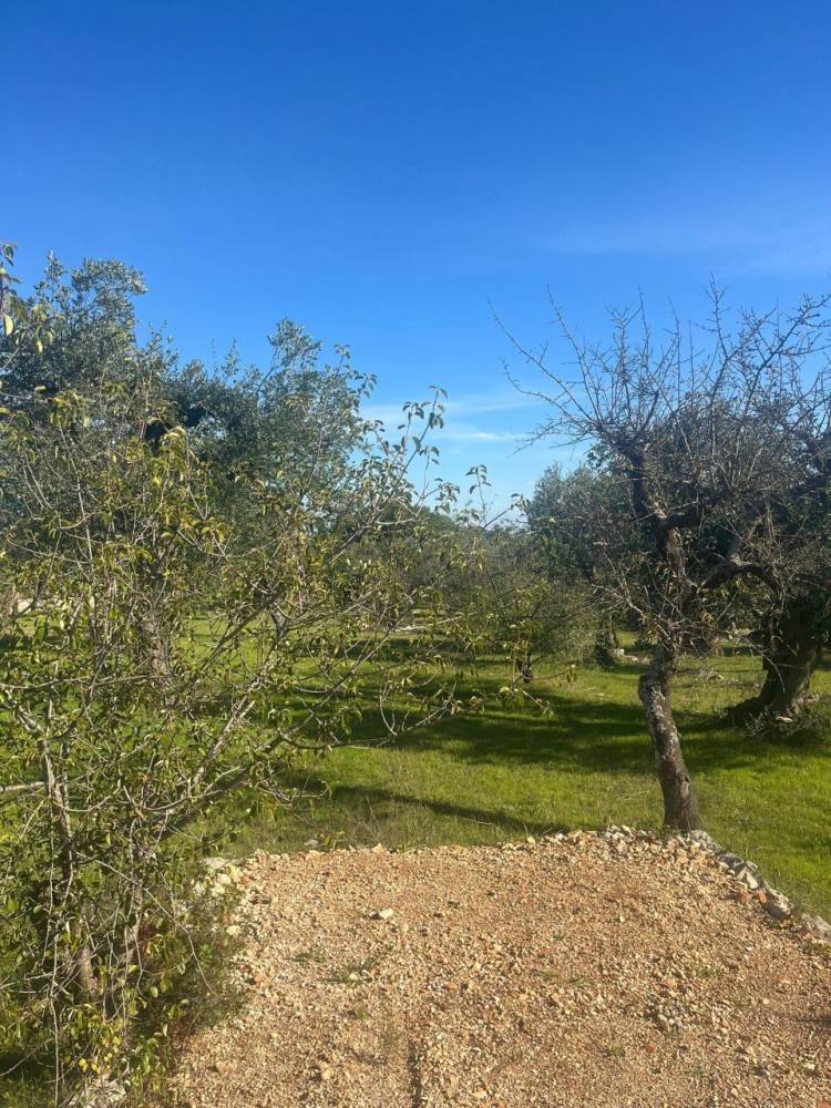 immagine annuncio 9 di 13