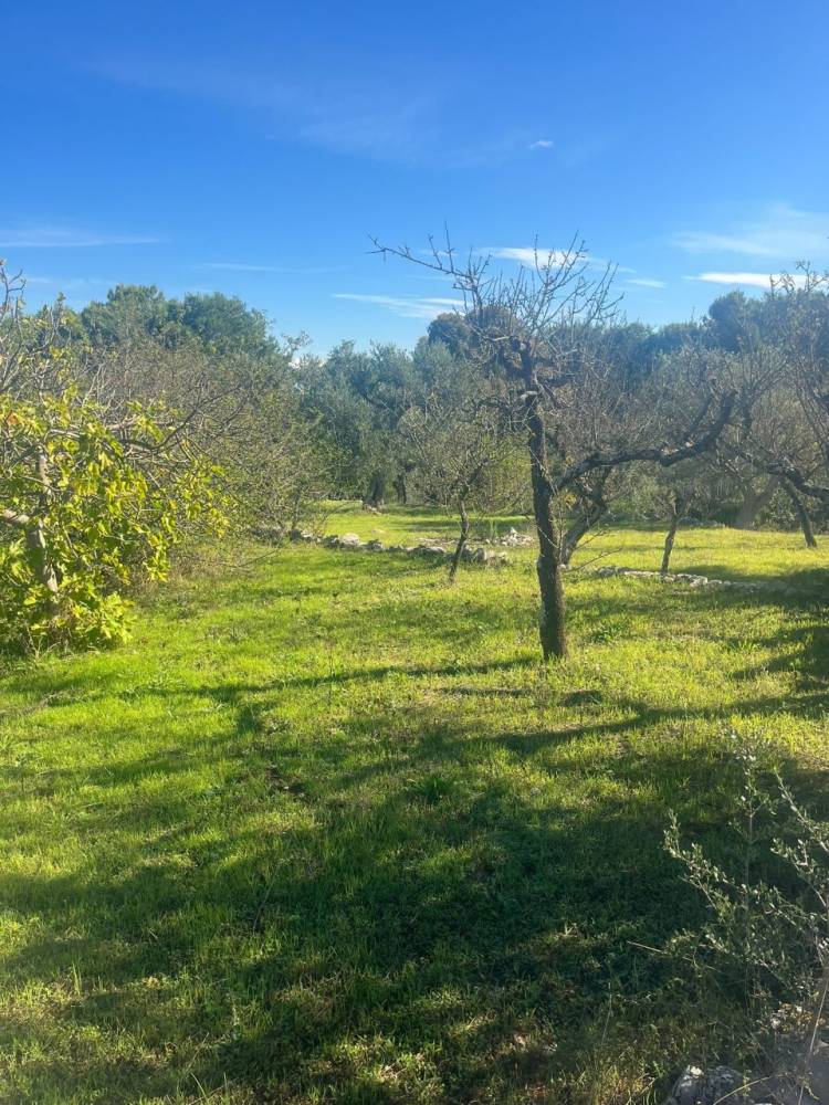 immagine annuncio 11 di 13