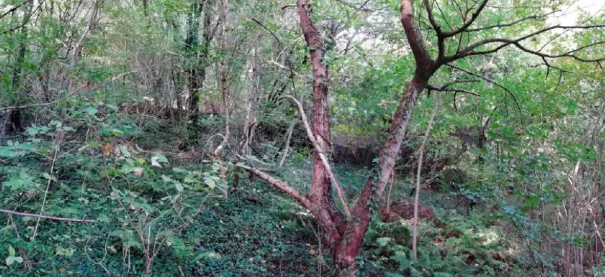 immagine annuncio 4 di 13