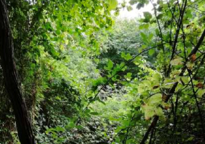 immagine annuncio 7 di 13