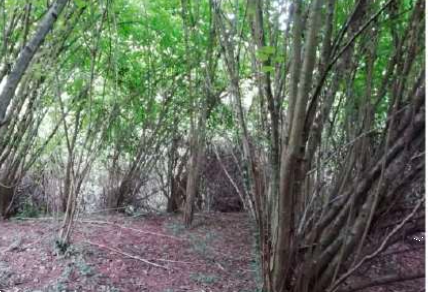 immagine annuncio 8 di 13