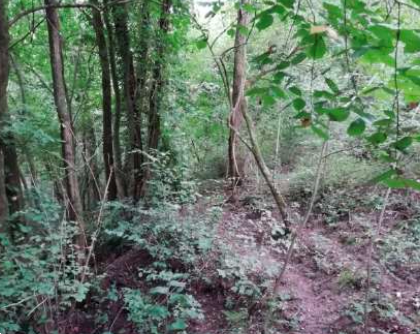 immagine annuncio 9 di 13