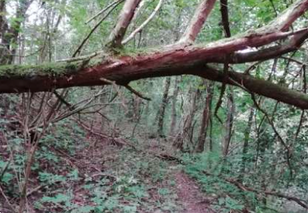 immagine annuncio 10 di 13