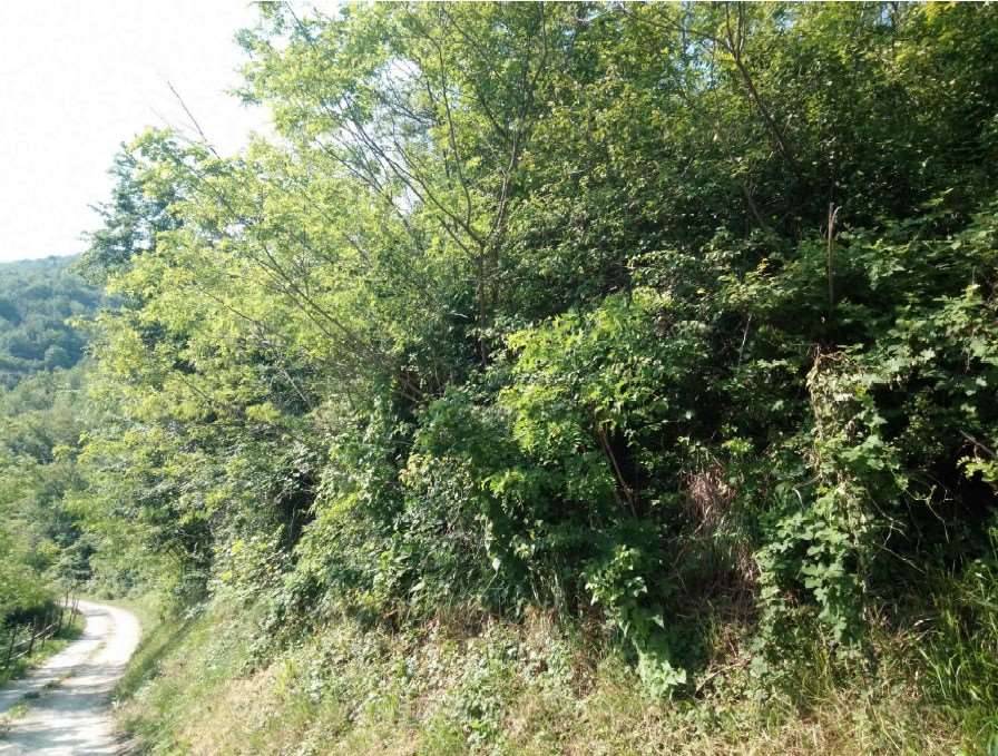 immagine annuncio 5 di 13