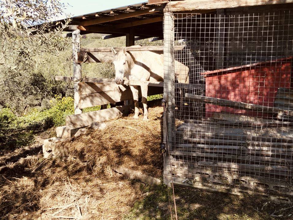 immagine annuncio 3 di 9