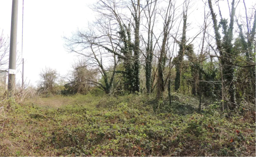 immagine annuncio 3 di 13