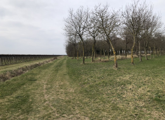 immagine annuncio 5 di 13