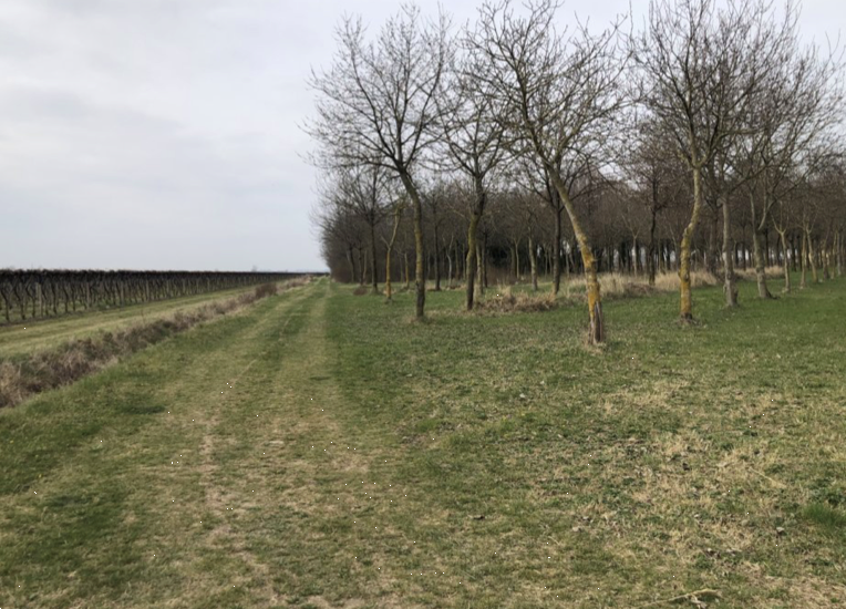 immagine annuncio 3 di 13